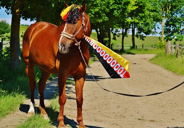 球队需要在 球队需要在